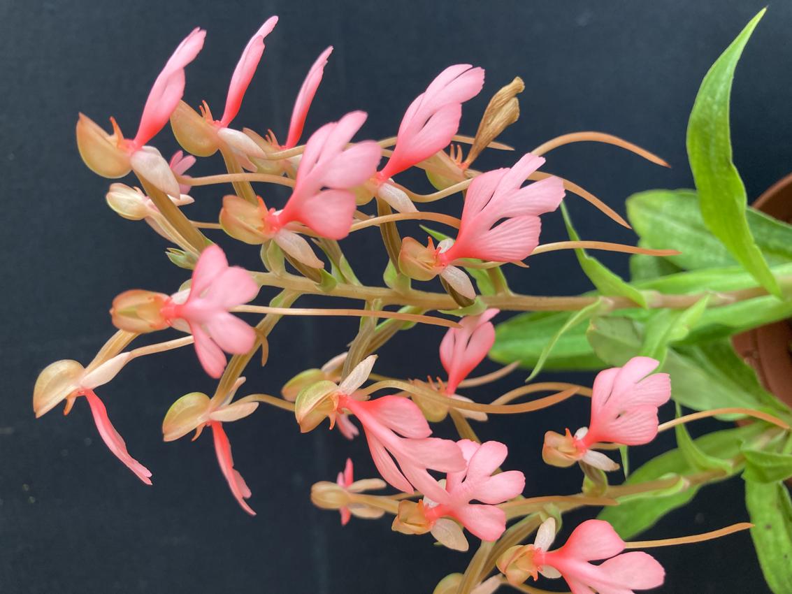 Habenaria carnea