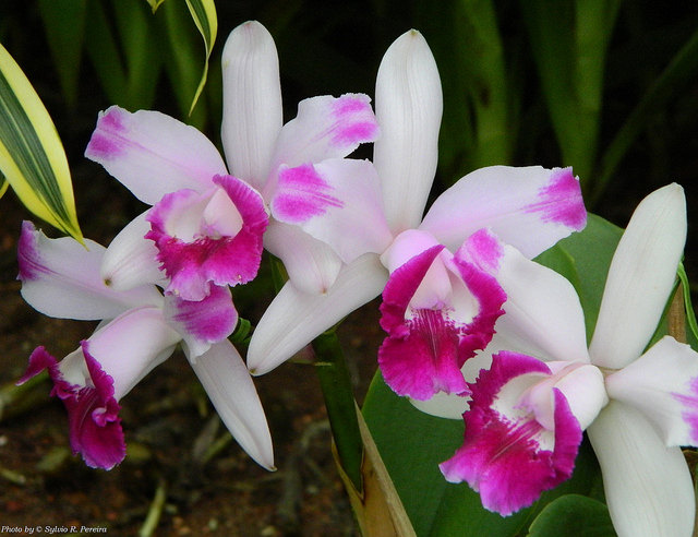 Artikkelbilde til artikkelen Min favorittslekt Cattleya
