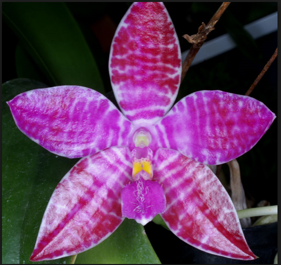 Artikkelbilde til artikkelen Hvorfor ikke prøve å dyrke arter av Phalaenopsis?
